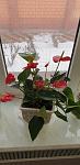     
: 4abb0cd7-b4c2-4b5d-82dd-44b2f69b4b93.jpg
: 8
:	69.4 
ID:	13468998