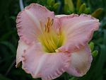    
: Crystalline Pink.jpg
: 16
:	72.6 
ID:	13469015