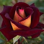     
: roza-Eddi-Mitchell.jpg
: 4
:	42.8 
ID:	13469581