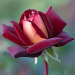     
: Roza-EHddi-Mitchell-Eddy-Mitchell-2.jpg
: 4
:	175.6 
ID:	13469582