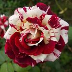     
: 91ceeb1d96eb3e460ed7e1fa168b8dfd-570x570.jpg
: 1
:	66.7 
ID:	13471468