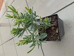     
: 20210420_112647.jpg
: 16
:	123.7 
ID:	13473502