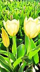     
: IMG_20210421_100748.jpg
: 7
:	97.8 
ID:	13473857