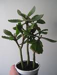     
: IMG_1515.jpg
: 46
:	55.9 
ID:	13474632
