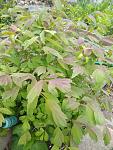     
: IMG_20210511_085608.jpg
: 3
:	137.8 
ID:	13478737