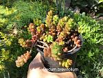     
: 87AA7E17-9036-4B52-BBEA-B51B4D0BE4F8.jpg
: 9
:	143.6 
ID:	13479439