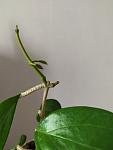     
: IMG_20210515_123819.jpg
: 44
:	35.1 
ID:	13480042