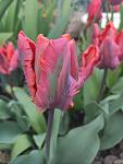     
: IMG_20210519_113901.jpg
: 11
:	59.7 
ID:	13481961