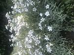     
: 3DD5541A-A0D9-43AB-9775-1BBB0B30B942.jpg
: 5
:	142.5 
ID:	13483194