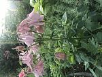     
: 4461226D-140C-4A36-A30E-4224D8476665.jpg
: 6
:	127.4 
ID:	13483217