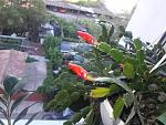     
: 20210524_182030.jpg
: 6
:	152.4 
ID:	13483480