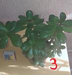     
: 20210604_171644  .jpg
: 34
:	75.2 
ID:	13487129