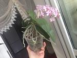     
: IMG_8542.jpg
: 20
:	117.5 
ID:	13487600