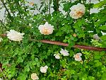     
: 20210606_121157.jpg
: 9
:	281.3 
ID:	13488146