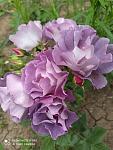     
: received_2473329306146640.jpg
: 12
:	56.3 
ID:	13489539