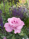     
: received_1430599270625440.jpg
: 8
:	60.2 
ID:	13489541
