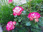     
: 20210612_192215.jpg
: 8
:	254.3 
ID:	13491275