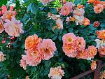     
: 20210613_085849.jpg
: 9
:	239.7 
ID:	13491277