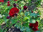     
: 20210612_091136.jpg
: 10
:	210.7 
ID:	13491278