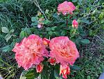     
: 20210611_192834.jpg
: 9
:	214.3 
ID:	13491279