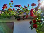     
: 20210613_090044.jpg
: 9
:	215.4 
ID:	13491281