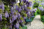    
: gliciniya1.jpg
: 11
:	216.8 
ID:	13492169