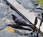     
: IMG_20210628_180500_057.jpg
: 54
:	223.2 
ID:	13493758