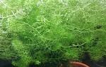     
: IMG_20210424_182415_0.jpg
: 21
:	201.2 
ID:	13499234