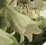     
: White Heaven1.JPG
: 18
:	30.2 
ID:	13499916