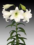     
: White Heaven.jpg
: 15
:	59.8 
ID:	13499917