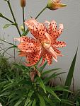     
: IMG_20210721_122900.jpg
: 8
:	98.5 
ID:	13500033