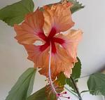     
: 2021-08-05_12-27-26.jpg
: 126
:	42.4 
ID:	13502716