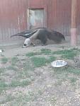     
: IMG_20210811_230925_710.jpg
: 16
:	89.6 
ID:	13505333