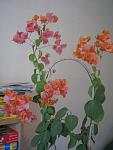     
: IMG_0733.jpg
: 49
:	74.6 
ID:	13506229