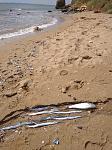     
: IMG_20210904_130546.jpg
: 21
:	184.1 
ID:	13510989