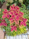     
: IMG_20210922_171220_1.jpg
: 17
:	199.4 
ID:	13516002