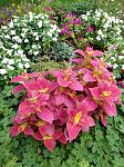     
: IMG_20210922_171246_1.jpg
: 14
:	215.8 
ID:	13516003