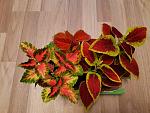     
: 20211008_183049.jpg
: 8
:	162.5 
ID:	13520749