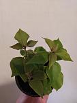     
: IMG_20211008_163514.jpg
: 31
:	37.6 
ID:	13521961