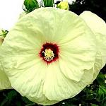     
: unnamed.jpg
: 9
:	44.9 
ID:	13524336