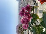     
: 709324C4-2126-4F88-A4F4-027FB1D55B26.jpg
: 31
:	81.2 
ID:	13526467