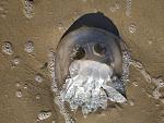     
: IMG_20211121_132729.jpg
: 14
:	270.9 
ID:	13530328