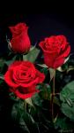     
: a773b436acd32bc2aaa7d077c83781ff_w200.jpg
: 10
:	11.1 
ID:	13531229