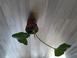     
: 20211222_092333.jpg
: 8
:	110.4 
ID:	13536341