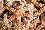     
: starfish-686710_960_720.jpg
: 13
:	155.5 
ID:	13537391