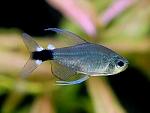     
: Sedge-Tetra.jpg
: 19
:	15.7 
ID:	13542626