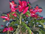     
: IMG_20220213_172244_1.jpg
: 16
:	113.7 
ID:	13545960