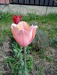     
: _viber_2022-04-24_15-01-16-430.jpg
: 6
:	105.5 
ID:	13551687