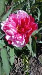    
: DSC_5517.JPG
: 11
:	158.5 
ID:	13552861