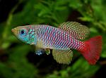     
: 29-1.Nothobranchius-foerschi.jpg
: 13
:	126.9 
ID:	13553043